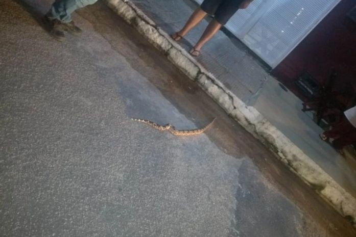 Jiboia é resgata por militares do Ronda no Bairro na Jatiúca
