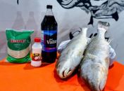 Prefeitura de Campo Alegre realizará a distribuição de 50 toneladas de peixes na Semana Santa 