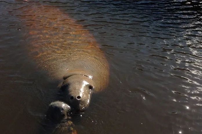 Mortes de filhotes de peixe-boi acendem alerta para impactos de obras na AL-101 Norte
