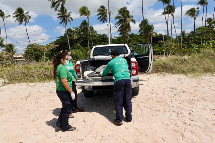 Tartaruga-verde resgatada em Marechal Deodoro é devolvida ao mar após reabilitação