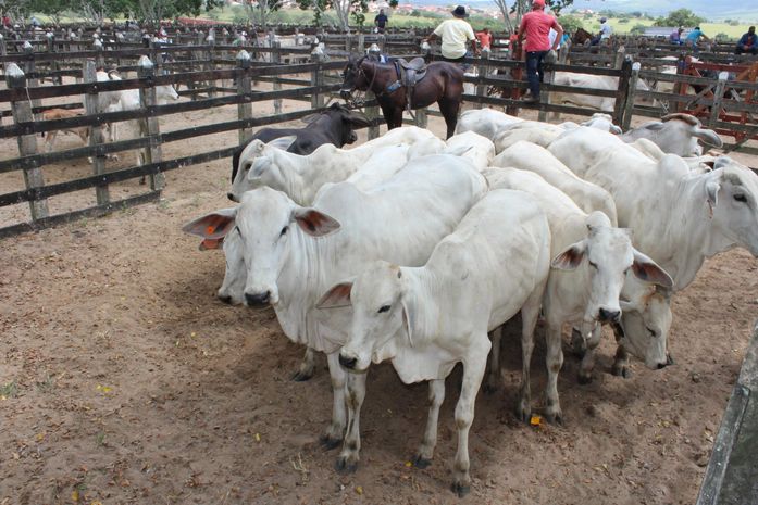Vacinação contra a febre aftosa é antecipada para abril