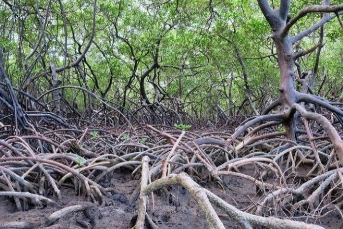 Pesquisa realizada por doutoranda da Ufal mostra impactos das Unidades de Conservação na proteção aos manguezais
