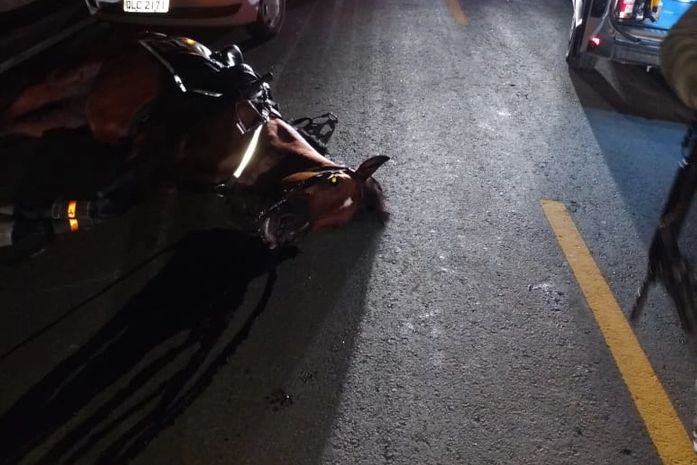 Cavalo morreu na hora após o acidente