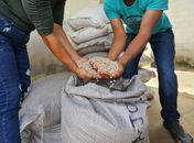 Emater atende 9 mil agricultores familiares no primeiro semestre de 2025