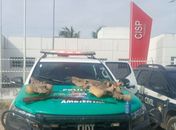Espingarda e peles de jacarés são apreendidos pela PM em Piaçabuçu