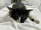 Moradores denunciam que gatos que vivem no Corredor Vera Arruda foram envenenados