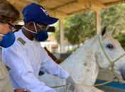 Soros produzidos por cavalos têm anticorpos potentes para covid-19