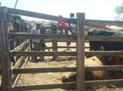 Feira do gado funciona normalmente e com melhor estrutura na próxima segunda (06)