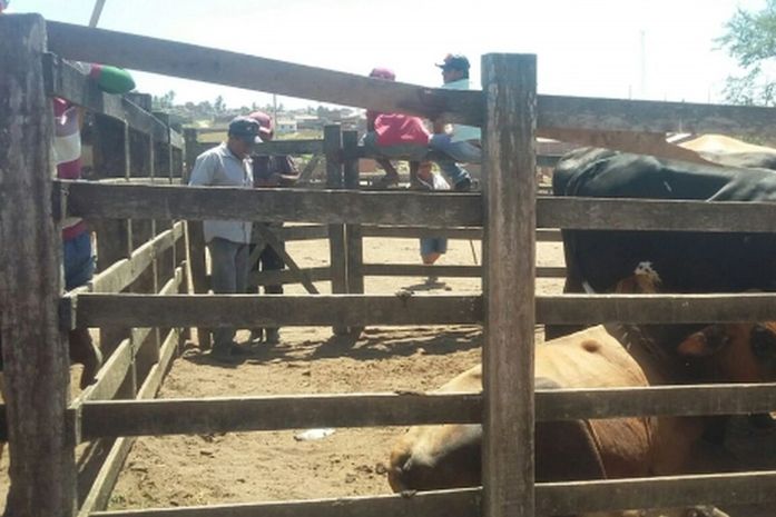 Feira do gado funciona normalmente e com melhor estrutura na próxima segunda (06)
