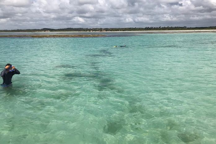 Pesquisadores realizam mergulho e não encontram vestígios de óleo em Corais no litoral norte
