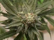 Uso de drogas cresce no Brasil e experimentação de maconha dispara em 11 anos, aponta estudo