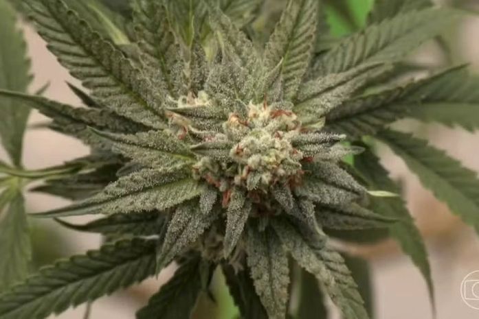 Uso de drogas cresce no Brasil e experimentação de maconha dispara em 11 anos, aponta estudo