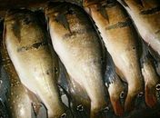 Crise: Prefeituras deixam de distribuir peixe na Semana Santa