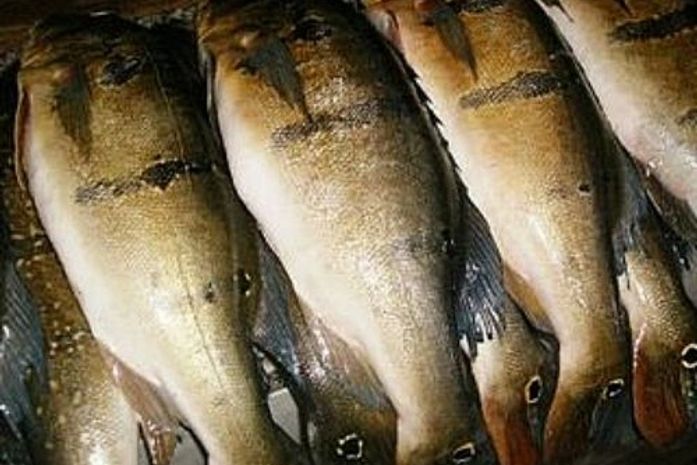 Crise: Prefeituras deixam de distribuir peixe na Semana Santa
