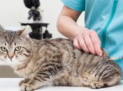 Antirrábica: gatos serão vacinados no Pinheiro