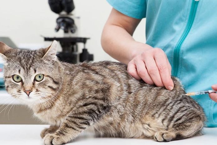 Antirrábica: gatos serão vacinados no Pinheiro
