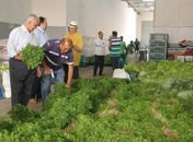 Prefeitura de Arapiraca lança mais uma etapa do programa Aquisição de Alimentos