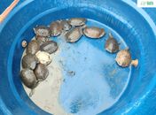 Técnicos do IMA e do Instituto Biota resgatam animais silvestres e garantem cuidados adequados
