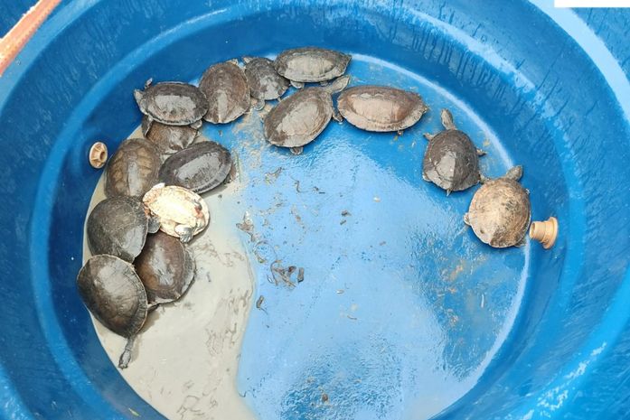 Técnicos do IMA e do Instituto Biota resgatam animais silvestres e garantem cuidados adequados