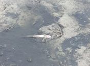 Mortos peixes na Lagoa Mundaú