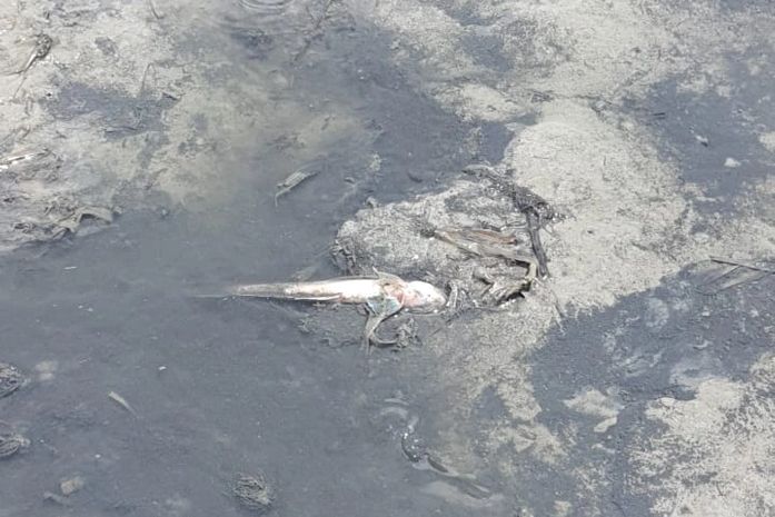Mortos peixes na Lagoa Mundaú
