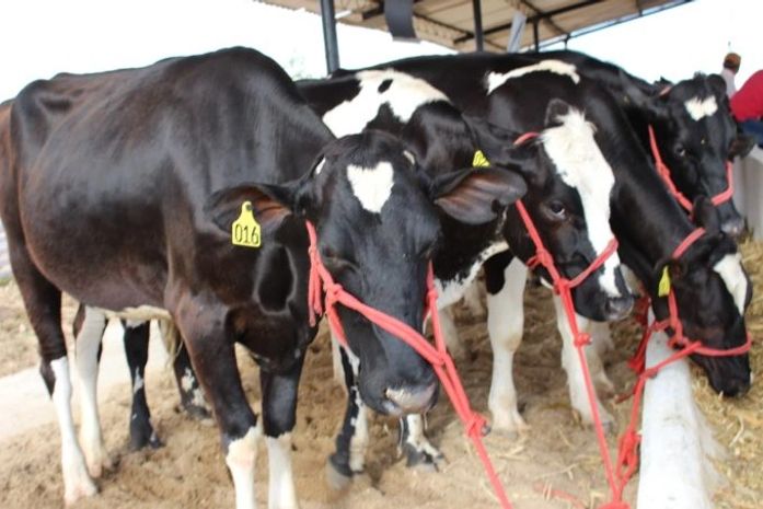 Retomada da Expo Bacia Leiteira é conquista para setor no Sertão