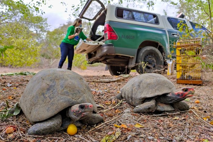IMA e Ibama soltam 90 jabutis no sertão, vítimas de criação doméstica ilegal
