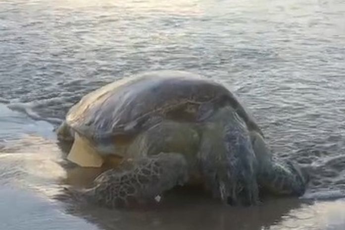Tartaruga-verde é encontrada morta na praia da Pajuçara, em Maceió