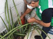 Prefeitura intensifica cuidados e chama a atenção da população para a eliminação de potenciais criadouros no ambiente doméstico