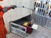 Serpente, com aproximadamente 1m de comprimento, foi capturada em Maragogi.