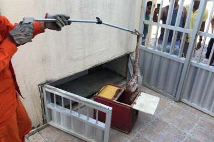 Serpente, com aproximadamente 1m de comprimento, foi capturada em Maragogi.