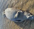 Peixe-boi é encontrado morto em praia de Maragogi