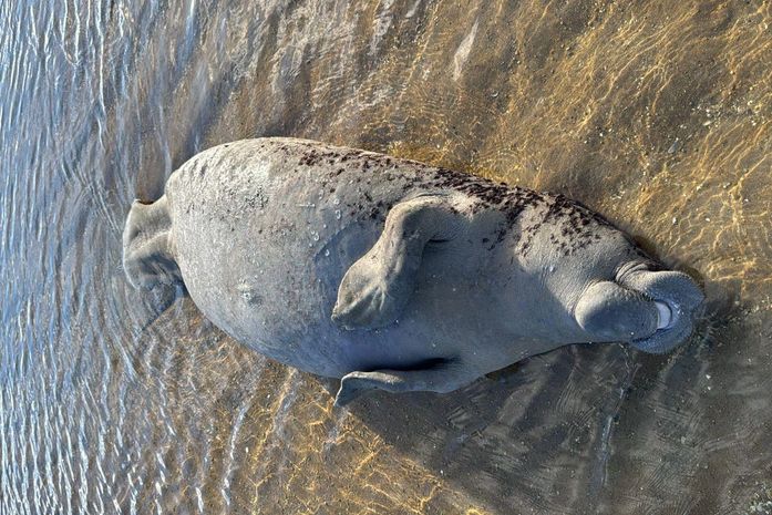 Peixe-boi é encontrado morto em praia de Maragogi