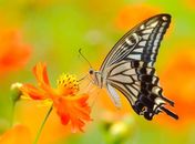 Qual o significado de tantas borboletas em Maceió