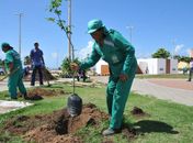 Confira como solicitar serviços de arborização à Prefeitura