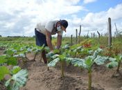 Unidades de saúde de AL receberam 54 mil toneladas de alimentos por meio do PAA