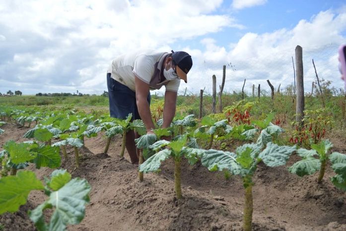 Unidades de saúde de AL receberam 54 mil toneladas de alimentos por meio do PAA