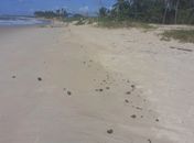 Fragmentos de óleo são encontrados em praia de Coruripe