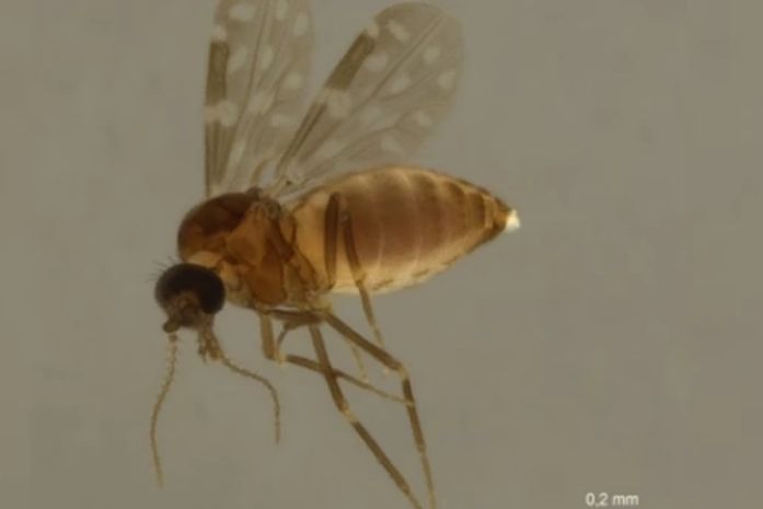 Primeiro caso de Febre do Oropouche é confirmado em Alagoas; saiba o que é e quais os sintomas da doença