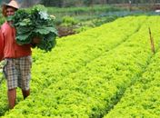 Convênio entre a Prefeitura Municipal de São Miguel dos Campos e a EMATER/Alagoas beneficiará pequenos produtores rurais