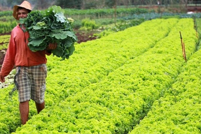 Convênio entre a Prefeitura Municipal de São Miguel dos Campos e a EMATER/Alagoas beneficiará pequenos produtores rurais