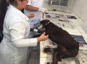 Cão foi atendido no Neafa