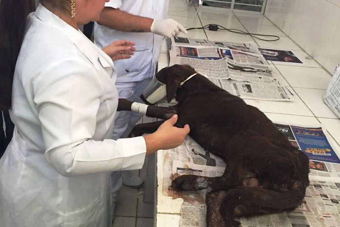 Cão foi atendido no Neafa