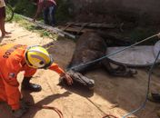 Corpo de Bombeiros resgata cavalo dentro de poço, em Maceió