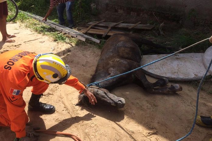 Corpo de Bombeiros resgata cavalo dentro de poço, em Maceió