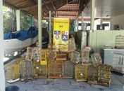 Batalhão Ambiental resgata 132 pássaros em feiras livres