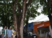 Secretário e agrônomo da Sempma estiveram no local para avaliar situação das árvores