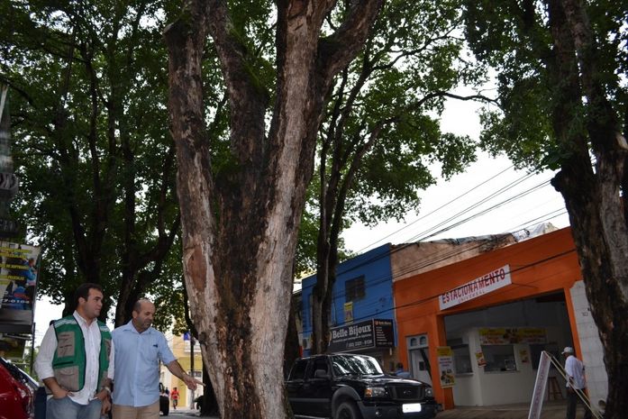 Secretário e agrônomo da Sempma estiveram no local para avaliar situação das árvores