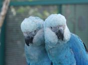 Brasil deve receber mais 30 a 50 ararinhas-azuis em 2023