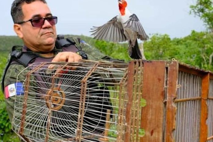 Em 6 meses, Batalhão Ambiental resgatou ou apreendeu mais de 5 mil animais